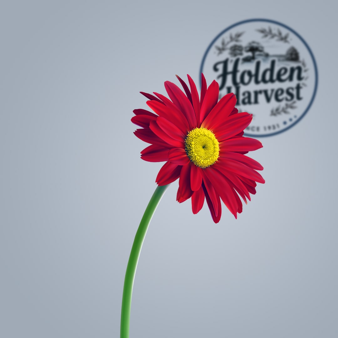 Gerbera-red